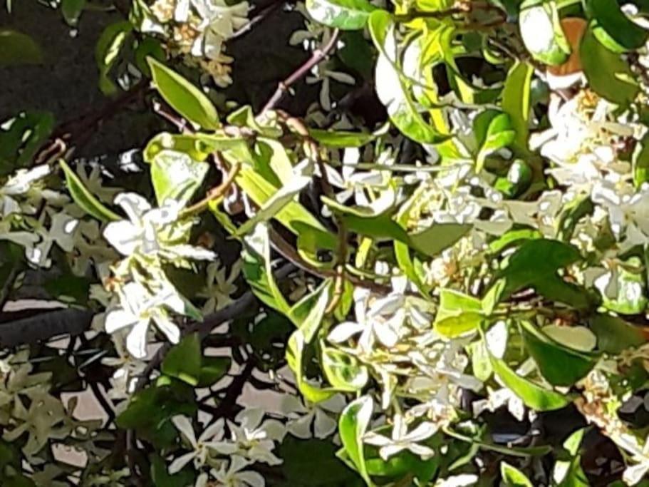 Le Jasmin Da Marina Saint-Vincent